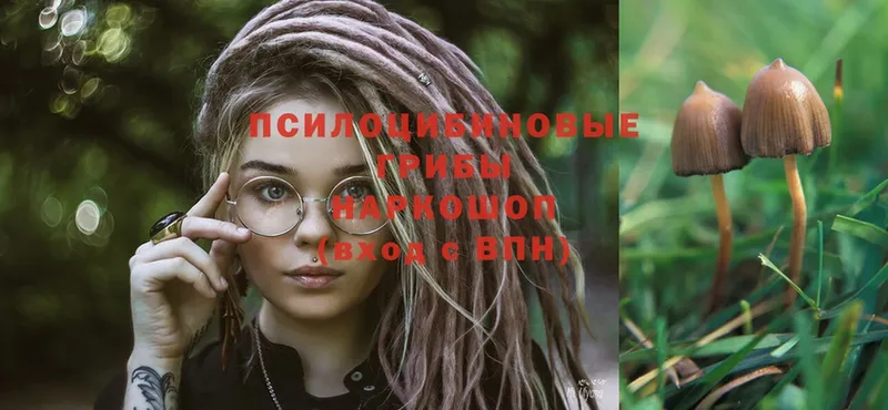 Псилоцибиновые грибы Psilocybine cubensis  Сковородино 